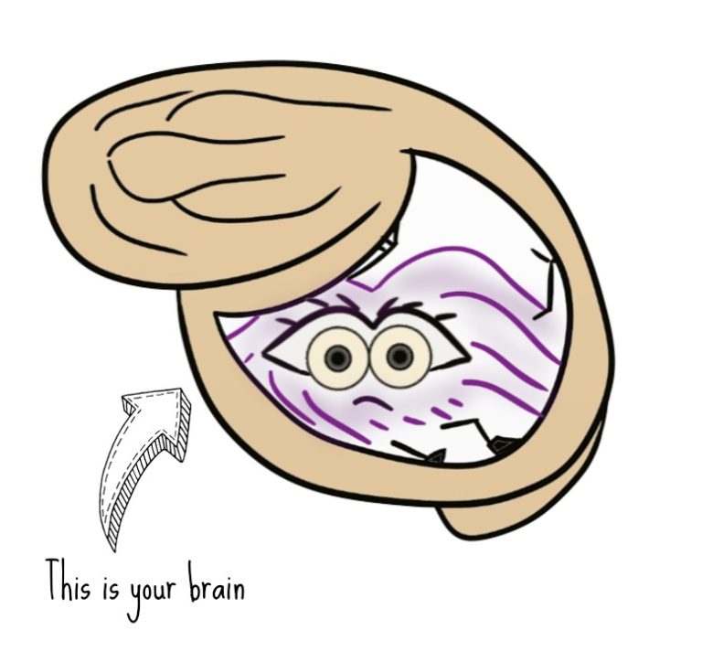 this is your brain